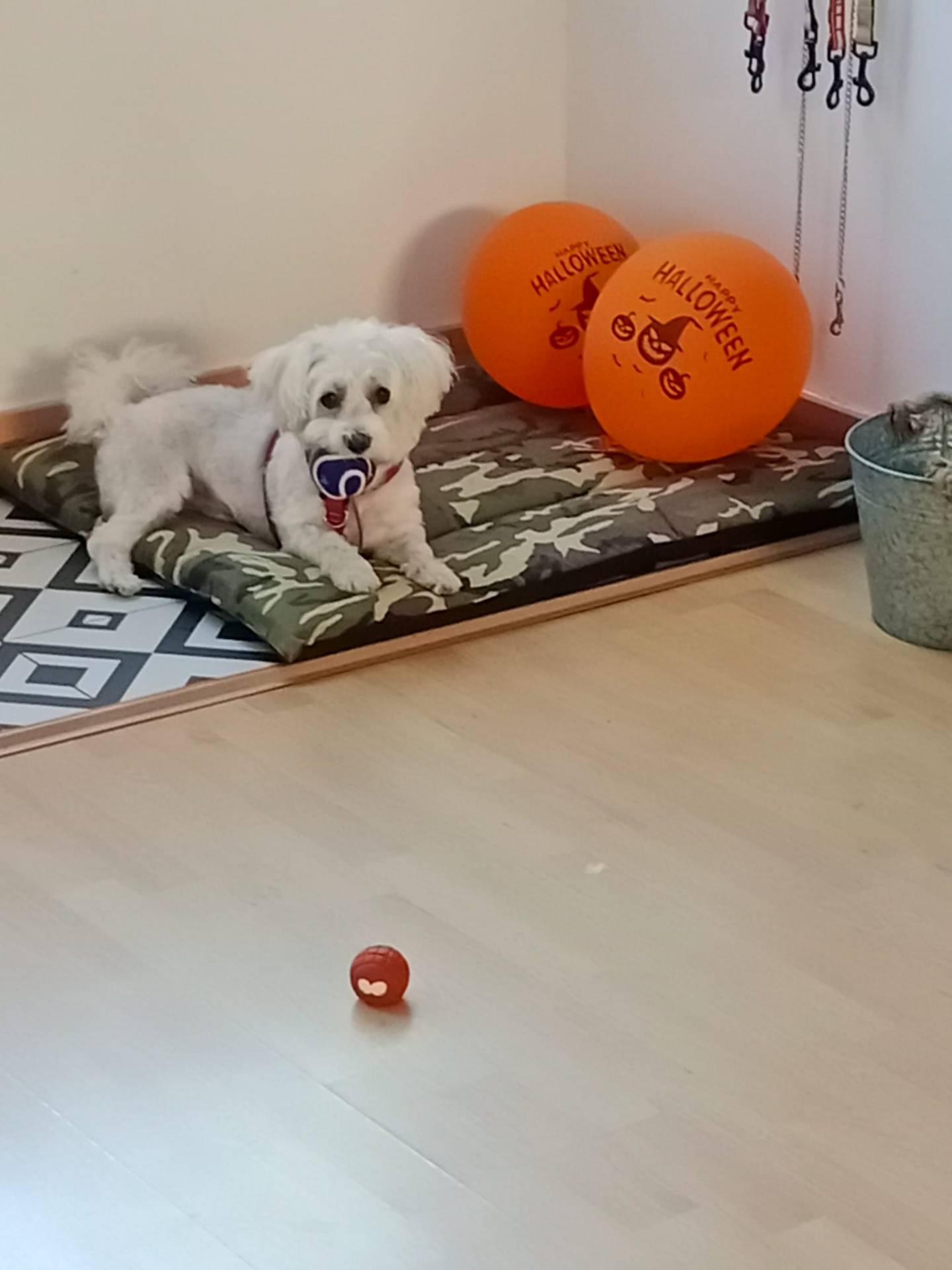 Guardería canina PET&Me 2