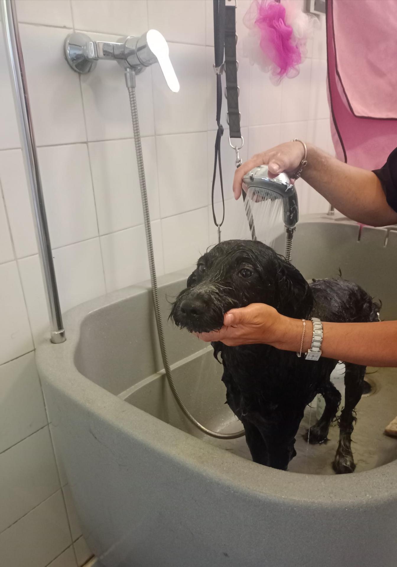 Baño canino 1